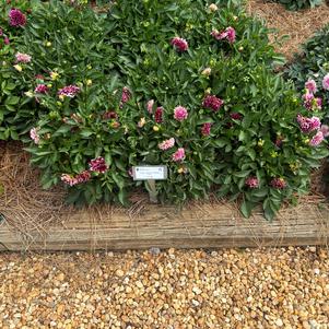 Dahlia 'Purple Lace'
