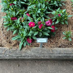 Dahlia 'Raspberry Ice'