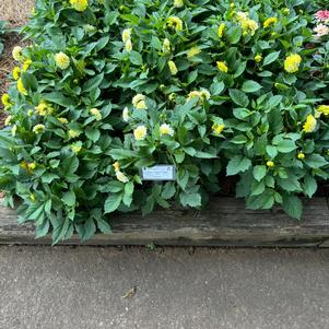 Dahlia 'Yellow Lace'