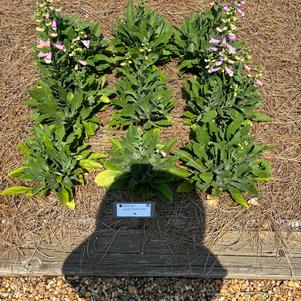Digitalis 'Rose'