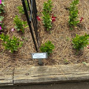Mandevilla hybrida 'Elegant Velvet Red'