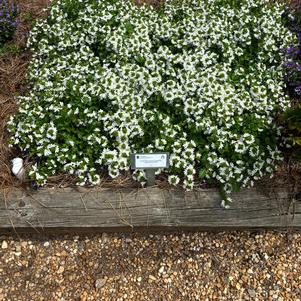 Scaevola 'Cappello White'