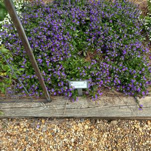 Scaevola 'Scala Cappello Purple'