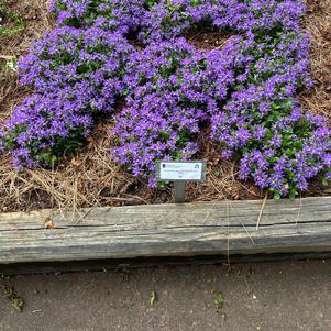 Scaevola aemula 'Blue'