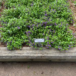 Scaevola aemula 'Compact Dark Blue'