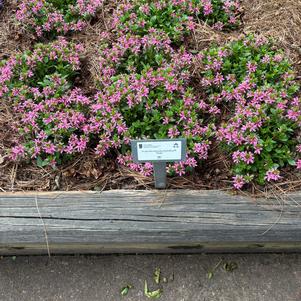 Scaevola aemula 'Pink'