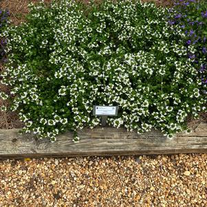Scaevola aemula 'White'