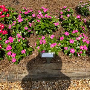 Vinca 'Pink'