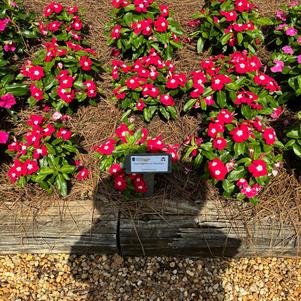 Vinca 'Red Halo'