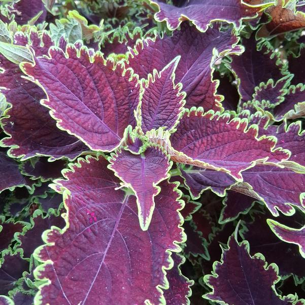 Coleus scutellariodes 'Wicked Witch™'