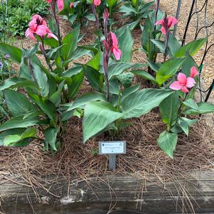 Canna 'Deep Pink'