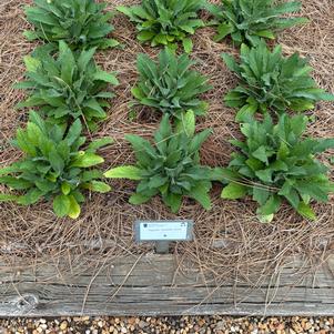Digitalis 'Rose'