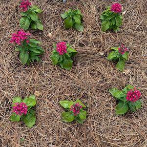 Pentas 'HoneyCluster™ Deep Rose'