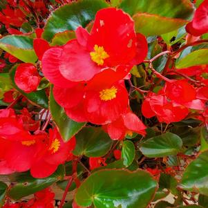 Begonia hybrid 'Red'