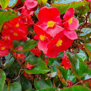Begonia benariensis 'Red'