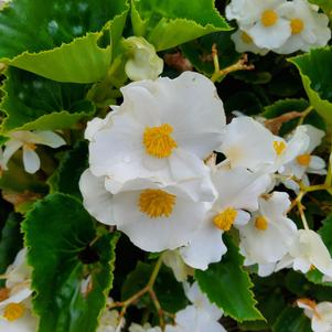 Begonia benariensis 'White'