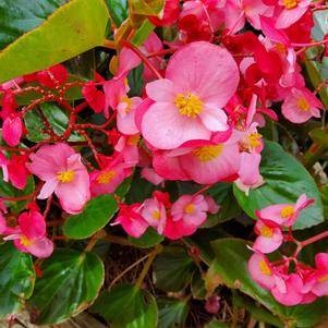 Begonia benariensis 'Rose'