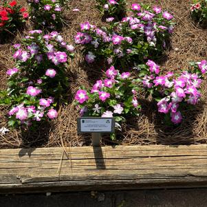 Catharanthus roseus 'Blue Halo'