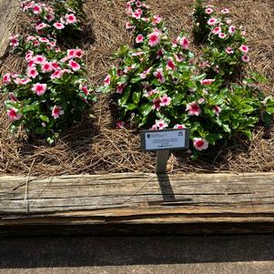 Catharanthus roseus 'Blush Splash'