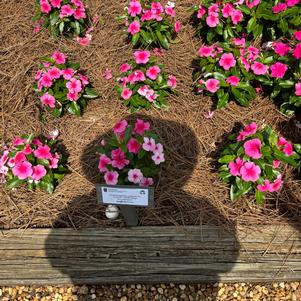 Catharanthus roseus F1 'XDR Deep Strawberry'