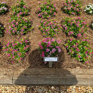Catharanhus 'Hot Pink'