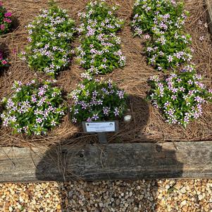 Catharanhus 'Lilac Dream'