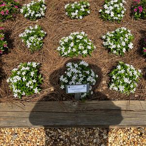 Catharanhus 'White Peppermint'