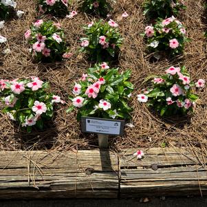 Catharanthus roseus 'Apricot'