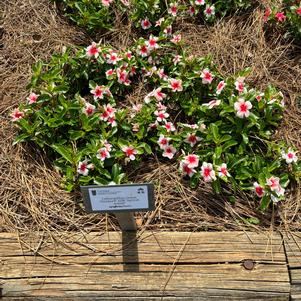 Catharanthus roseus 'Apricot Splash'