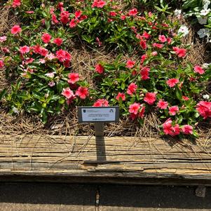Catharanthus roseus 'Coral'