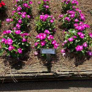 Catharanthus roseus 'Orchid'