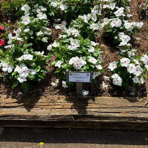 Catharanthus roseus 'Polka Dot'
