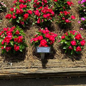 Catharanthus roseus 'Red Glow'