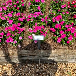 Catharanthus roseus 'Rose Punch'
