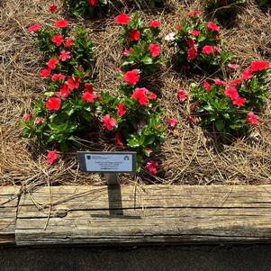 Catharanthus roseus 'Watermelon'