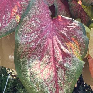Caladium 'Tickle Me Pink'