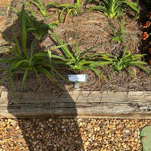Hemerocallis 'Golden Yellow'