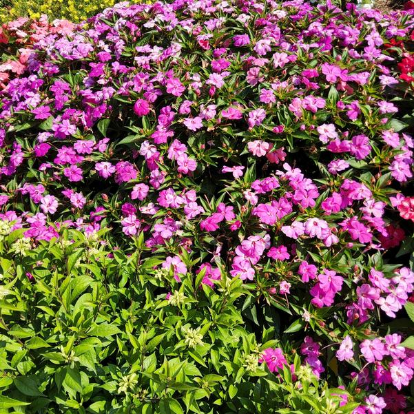 Impatiens 'Solarscape® XL Pink Jewel F1'