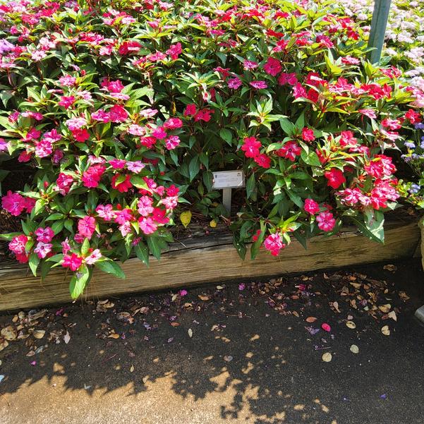 Impatiens F1 'Solarscape XL'
