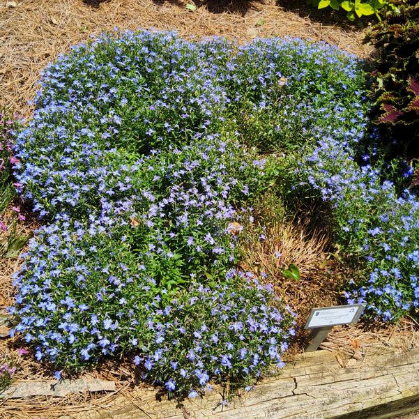 Lobelia erinus 'Royale Azure'