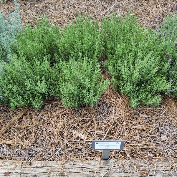 Lavandula 'Garnet Rouge'