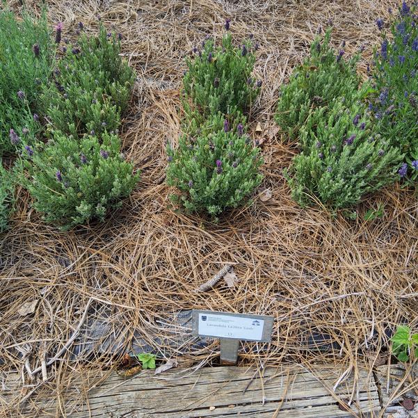 Lavandula 'Lush'