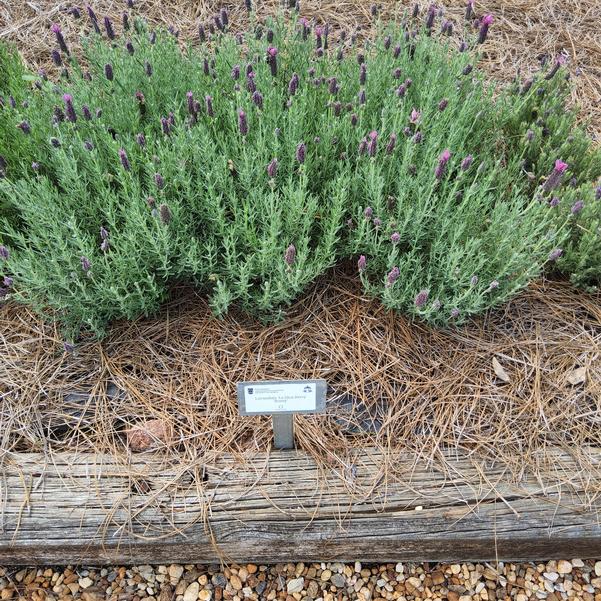 Lavandula 'Rosey'