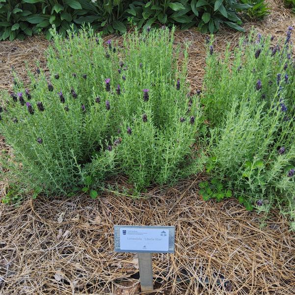 Lavandula 'Libelle Blue'