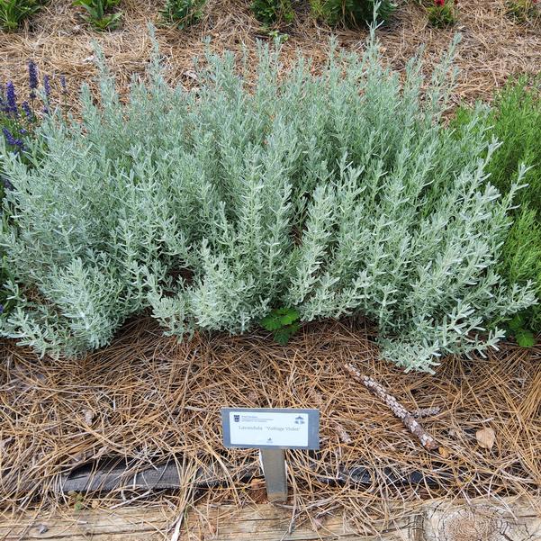 Lavandula 'Voltage Violet'