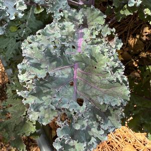 Kale F1