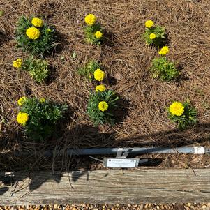 Marigold 'Antigua Yellow'