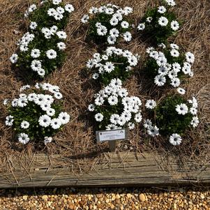 Osteospermum 'Petite White'