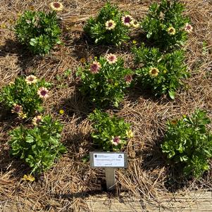 Osteospermum 'Pink'