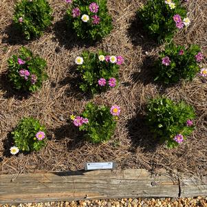 Osteospermum 'Pink Lemonade'